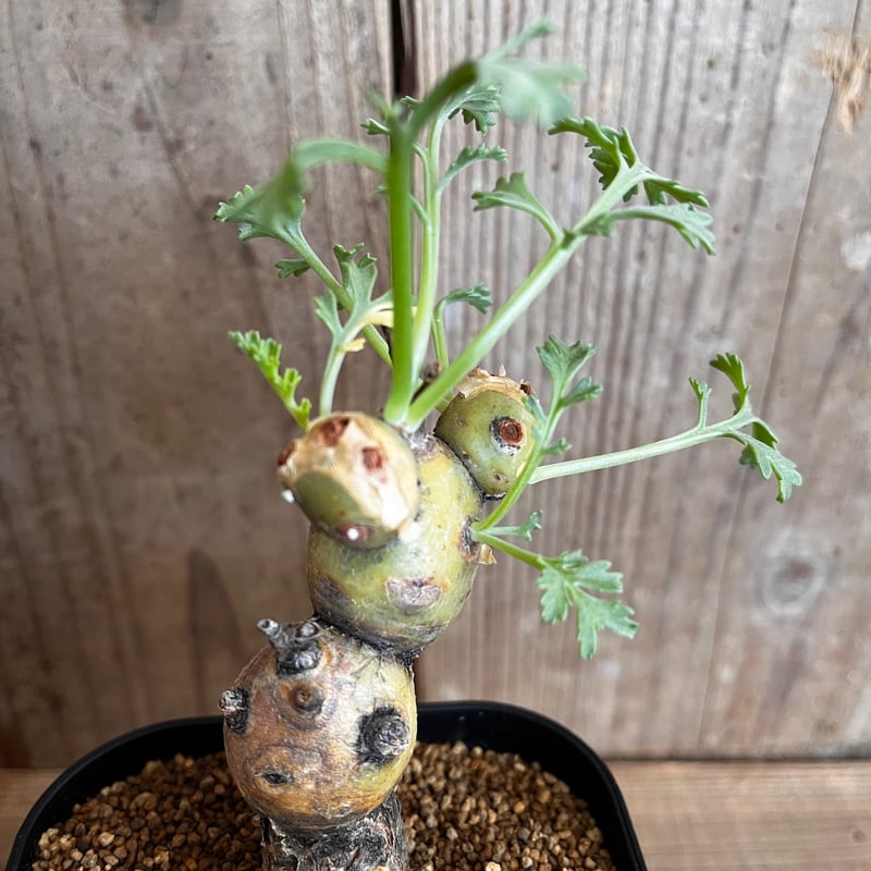 ペラルゴニウム・パルビフローラム | AOKI KAEN