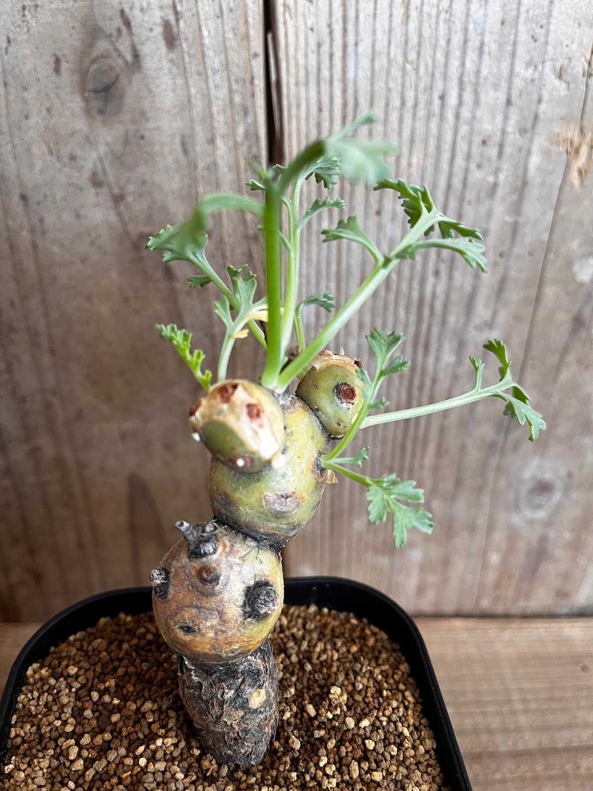 ペラルゴニウム・パルビフローラム | AOKI KAEN