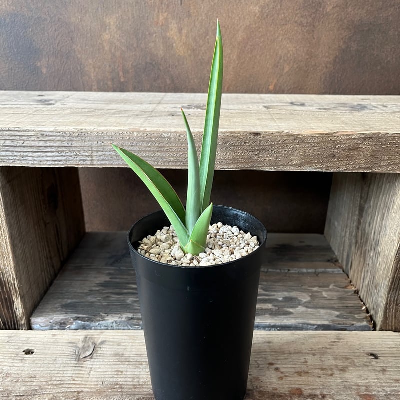 サンセベリア・チャニン | AOKI KAEN