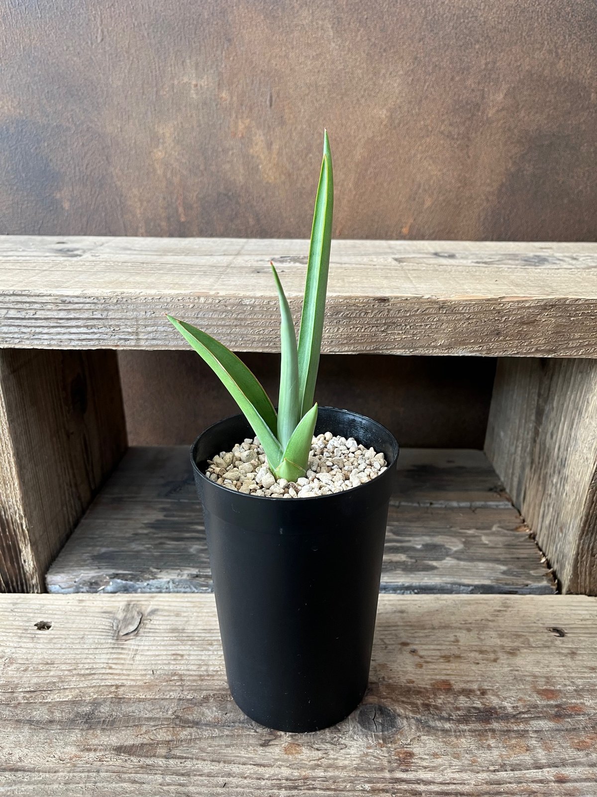 サンセベリア・チャニン | AOKI KAEN