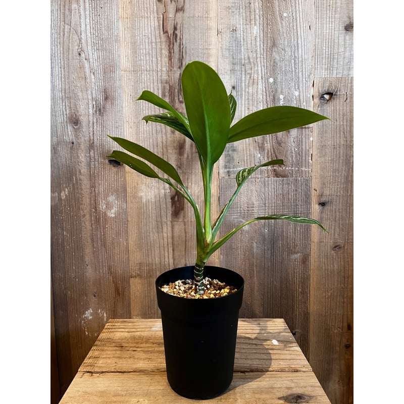 アグラオネマ・カーティシー ② Aglaonema nitidum var. curtisii