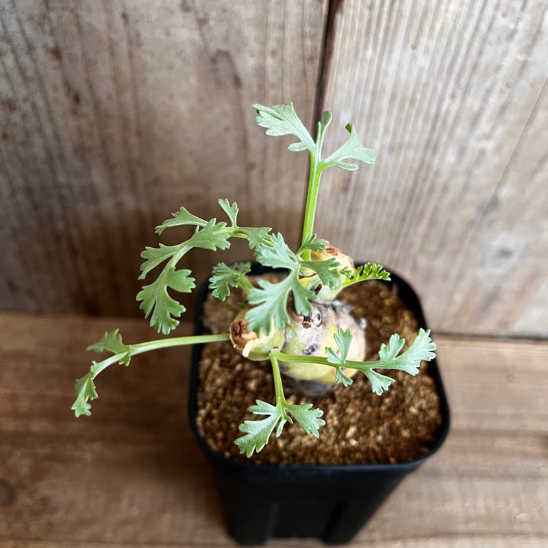 ペラルゴニウム・パルビフローラム | AOKI KAEN