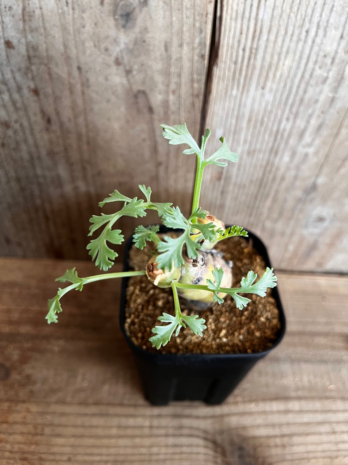 ペラルゴニウム・パルビフローラム | AOKI KAEN