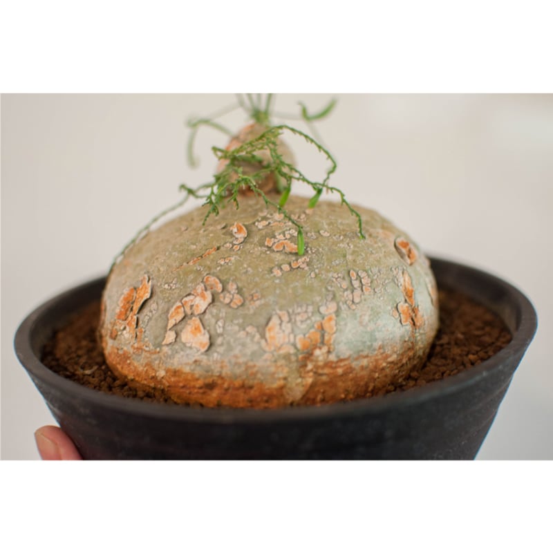 アデニア・キルキー | AOKI KAEN