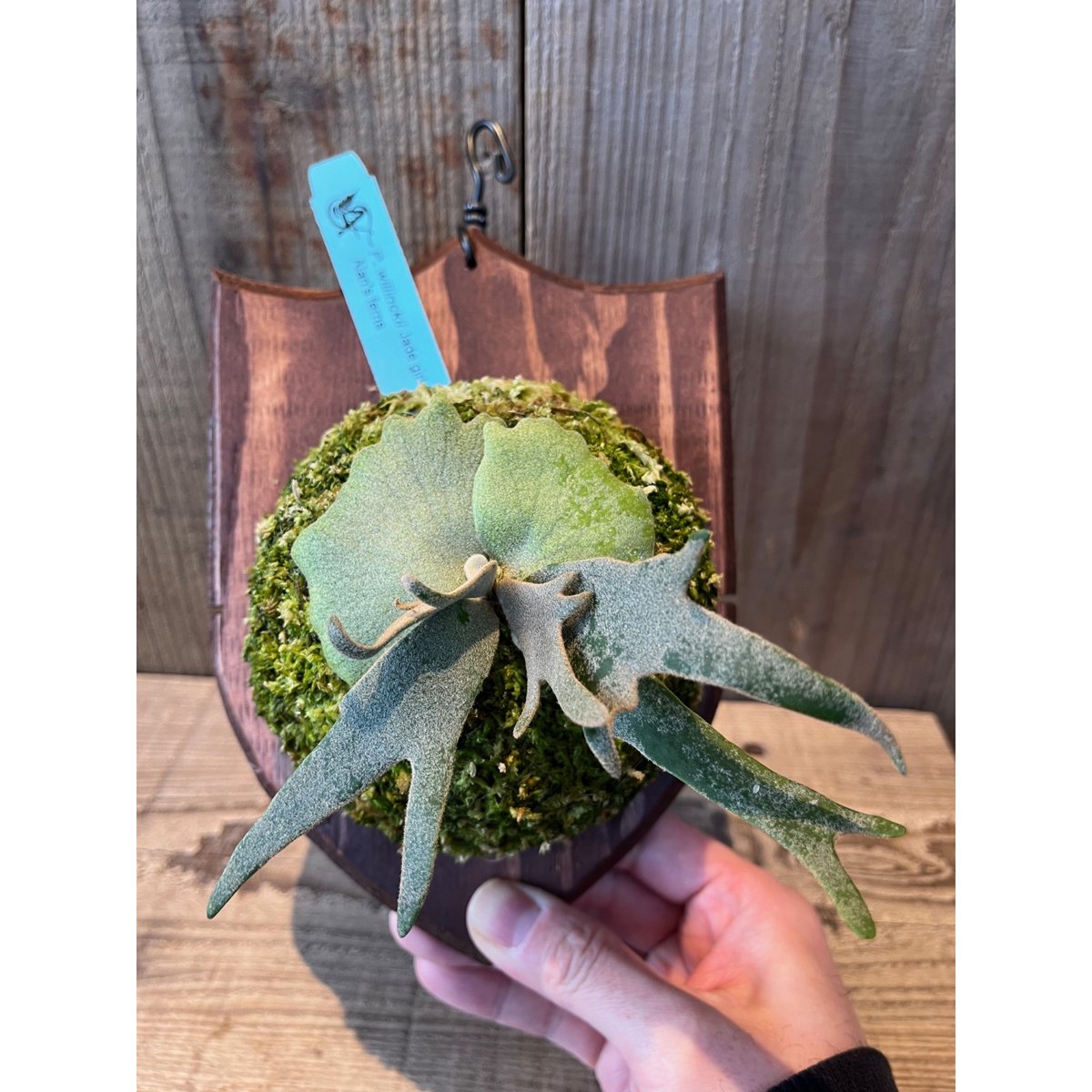 ビカクシダ・ウィリンキー ジェイドガール スポア | AOKI KAEN