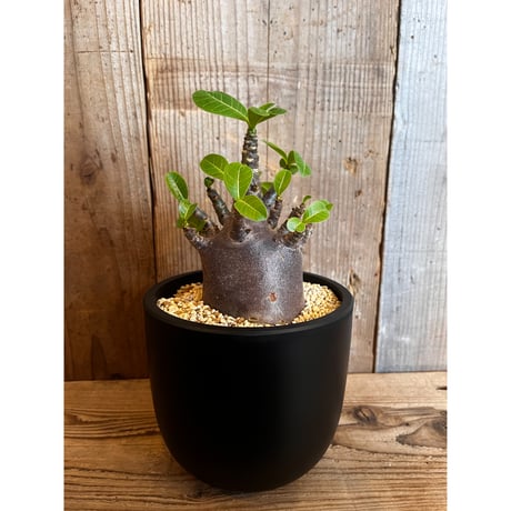 NORi　アデニアアラビカム　特大 fit=scale-down,w=1200