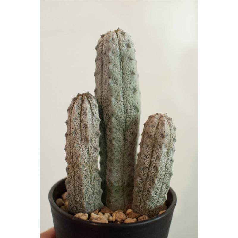 ユーフォルビア アブデルクリ 接ぎおろし 超特大 ユーフォルビア アブデルクリ＜接ぎ降ろし＞ | GREEN TRUST