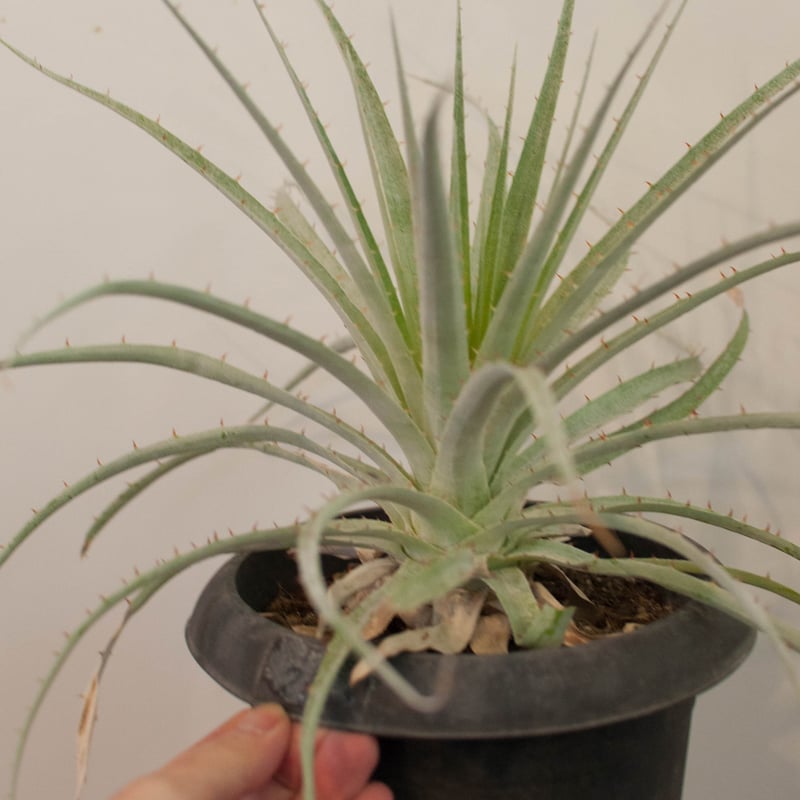 プヤ　セルーレア　抜き苗 fit=scale-down,w=1200