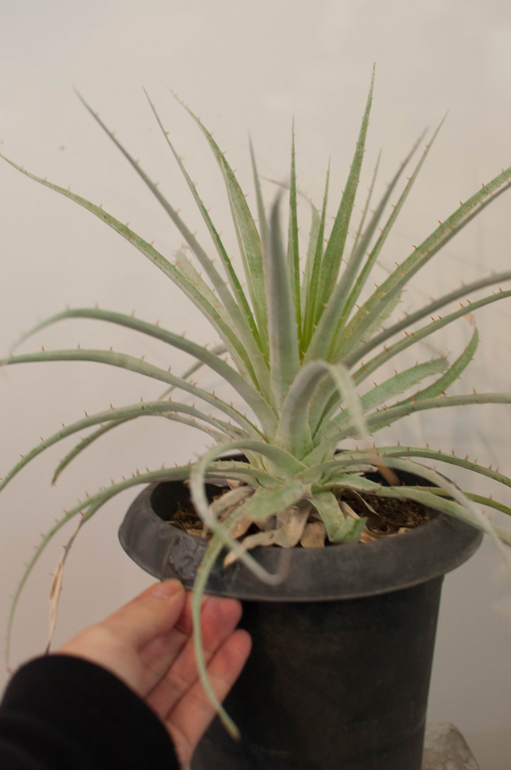 プヤ セルーレア X 特白個体　中株 プヤ セルーレア X 特白個体 中株 プヤ セルーレア F 特白個体