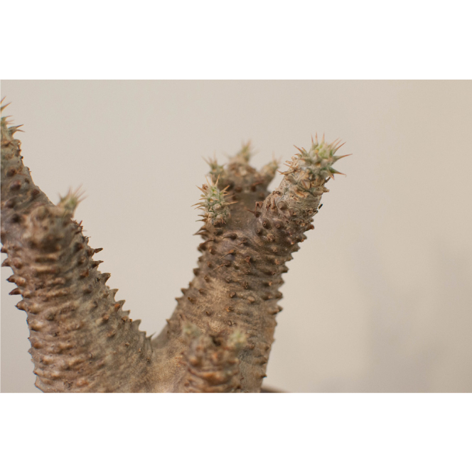 極太 マカイエンセ パキポディウム パキポディウム ウィンゾリー 実生 極太 まんまるタイプ 良形