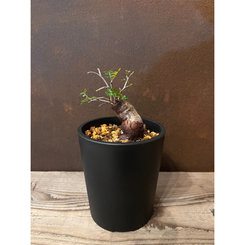 オペルクリカリア・パキプス(根挿し)No1 オペルクリカリア・パキプス 根挿し no.1 | AOKI KAEN