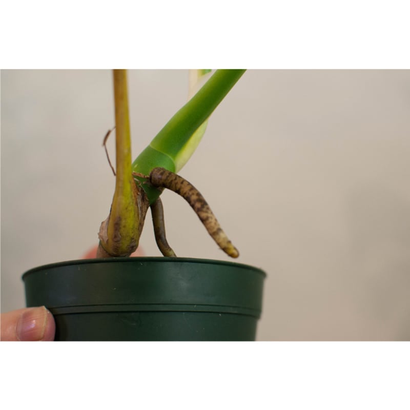 斑入りモンステラ 茎伏せ【発根・発芽済み】
