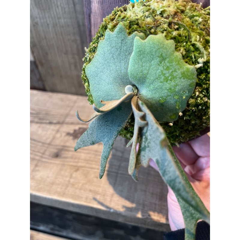 ビカクシダ・ウィリンキー ジェイドガール スポア | AOKI KAEN