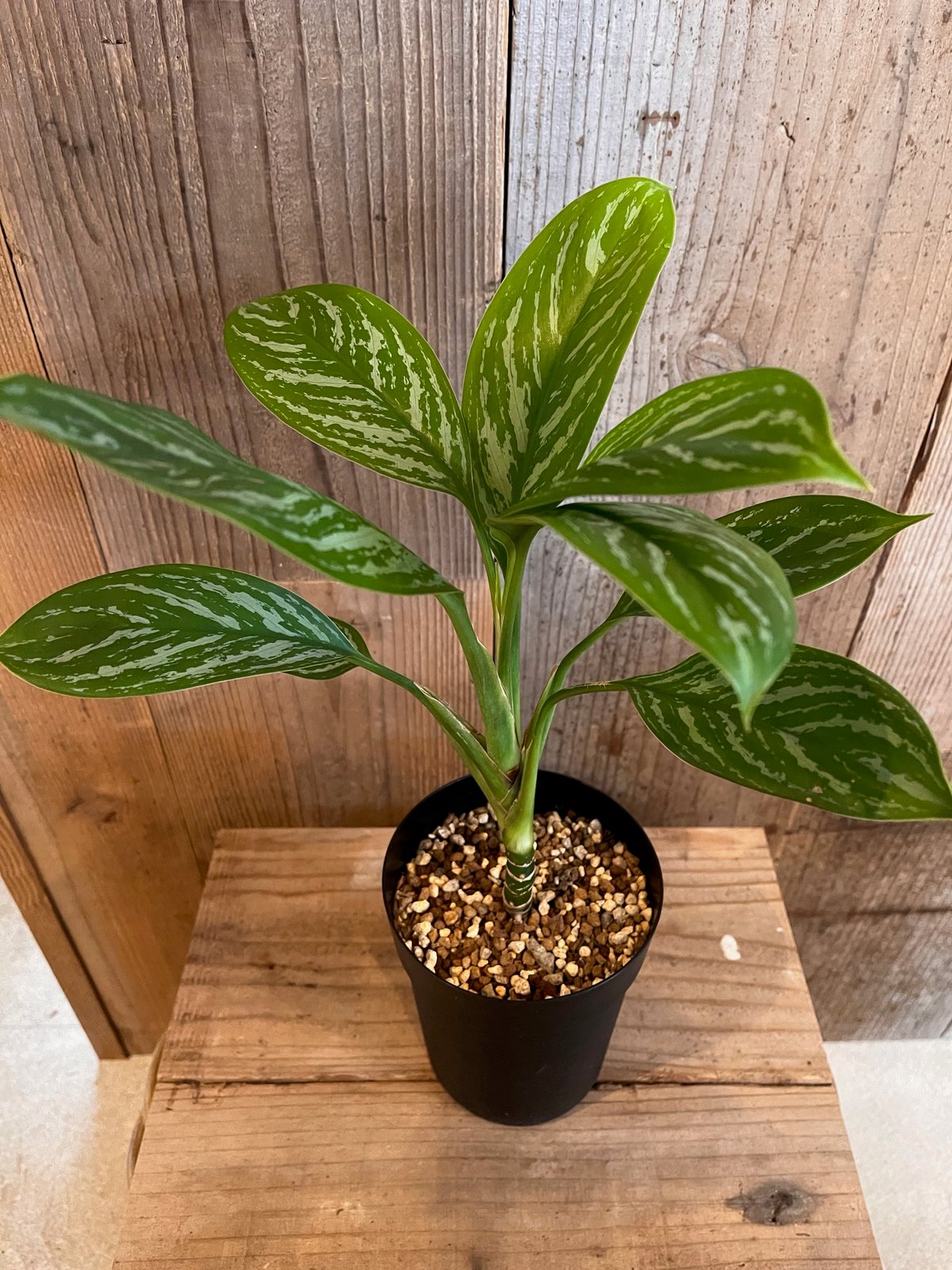 アグラオネマ カーティシー アグラオネマ・カーティシー ② Aglaonema nitidum var. curtisii