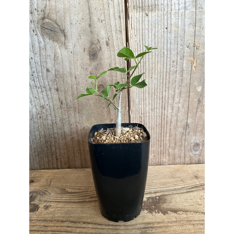 コミフォラ　オルビクラリス 発根済 コミフォラ オルビクラリス BCO-09 | Botanical Holic