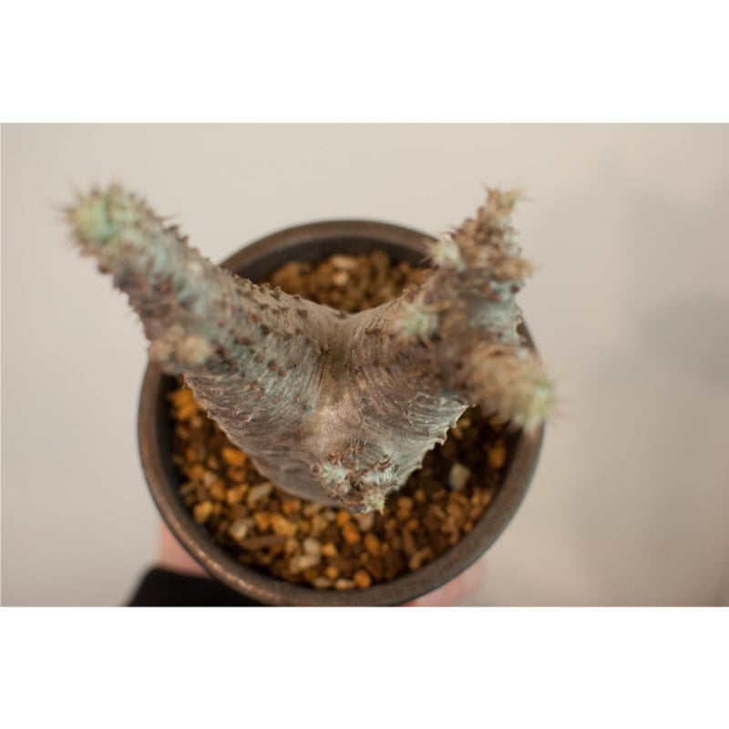 パキポディウム・マカイエンセ | AOKI KAEN