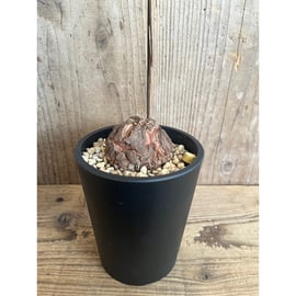 アフリカ亀甲竜 数個掲載いたしました！ | AOKI KAEN