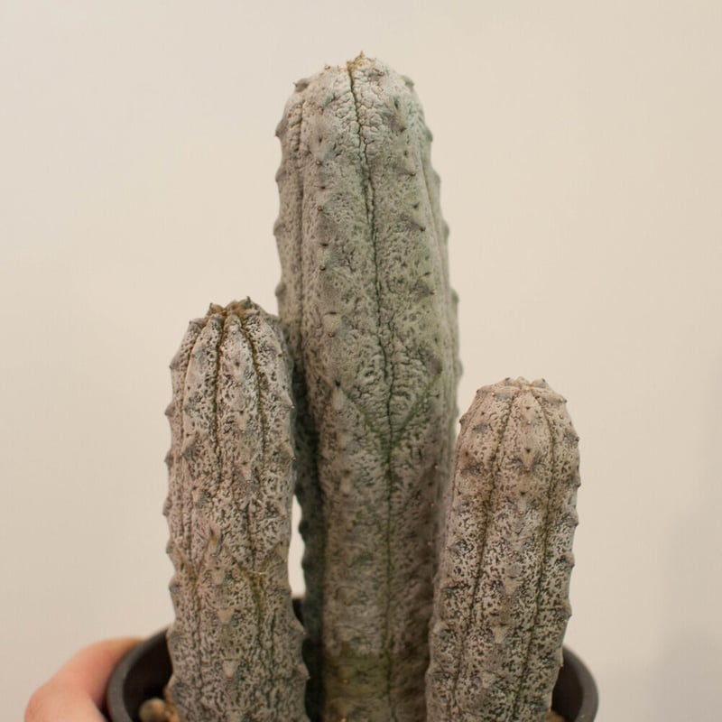 専用ユーフォルビア アブデルクリ 接ぎおろし 超特大 ユーフォルビア アブデルクリ 接ぎおろし 超特大 ユーフォルビア