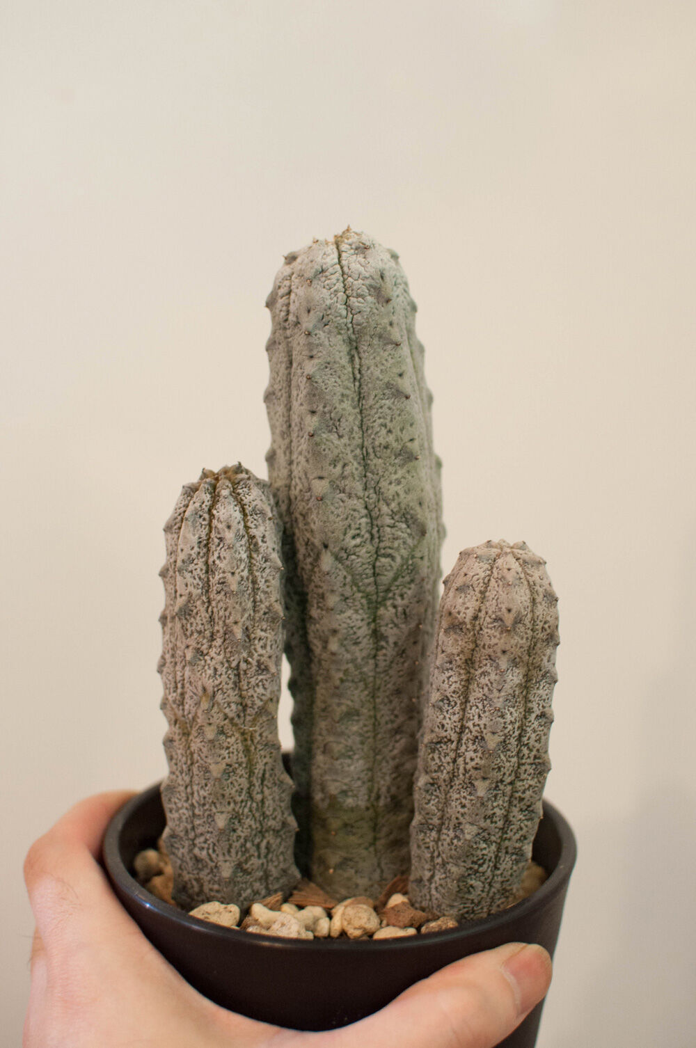 ユーフォルビア アブデルクリ 【公式通販】