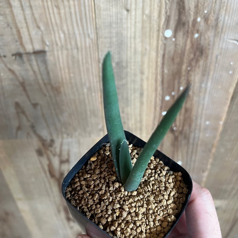 アロエ・スザンナエ | AOKI KAEN