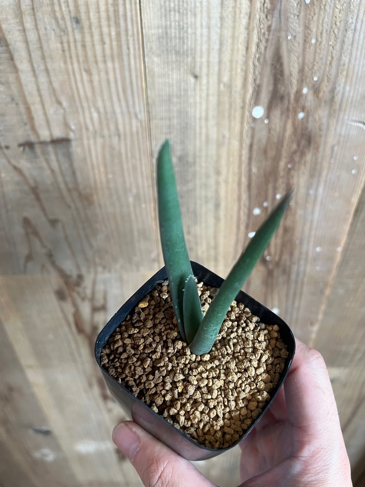 アロエ・スザンナエ | AOKI KAEN