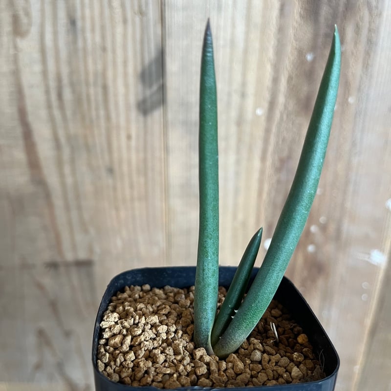 アロエ・スザンナエ | AOKI KAEN