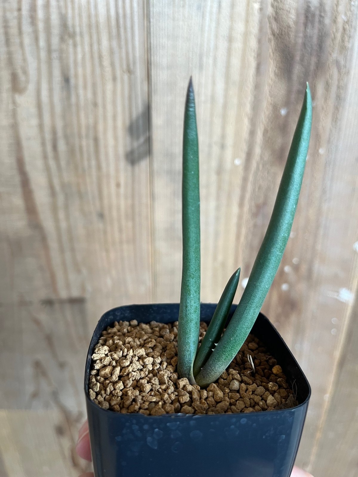 アロエ・スザンナエ | AOKI KAEN