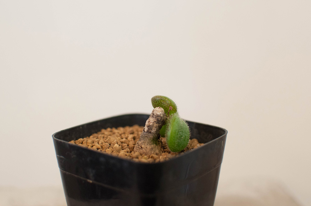 【激レア★早い者勝ち】　チレコドン ノルティ　開花経験株　冬型植物　鉢ごと　32 激レア☆早い者勝ち】 チレコドン ノルティ 開花経験株 冬型植物