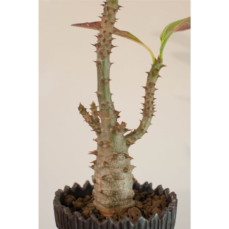 パキポデュウム　バロニー パキポディウム：sp.バロニー 4号鉢植え25-01 の通販 | 園芸ネット