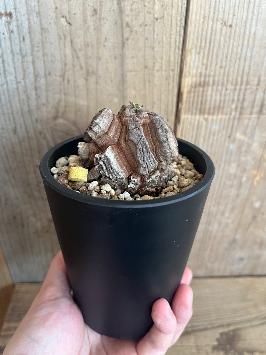 アフリカ亀甲竜 数個掲載いたしました！ | AOKI KAEN