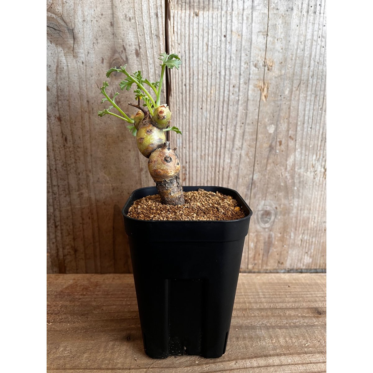 ペラルゴニウム・パルビフローラム | AOKI KAEN