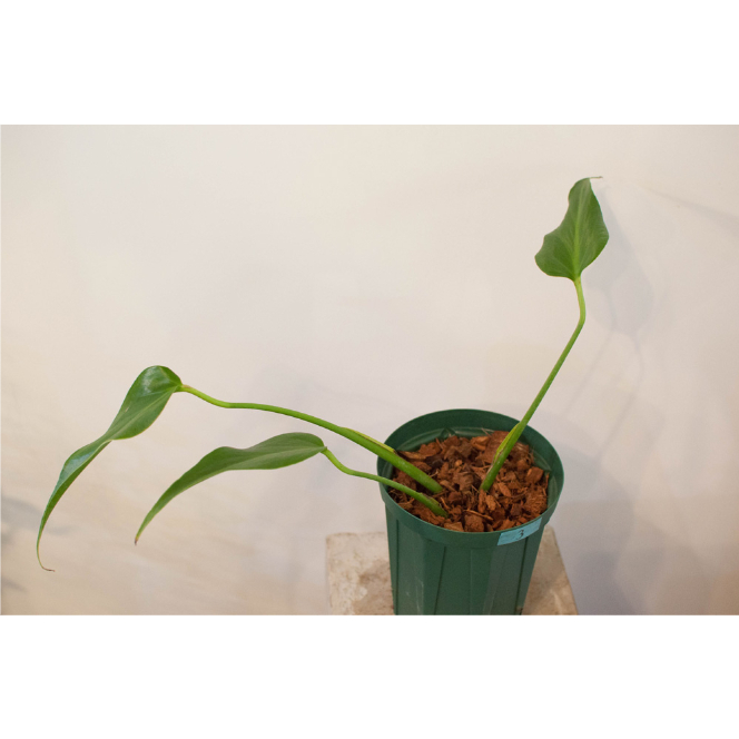 バールマルクスフレーム ディラセラータ コチップ 透明スリット鉢 登り