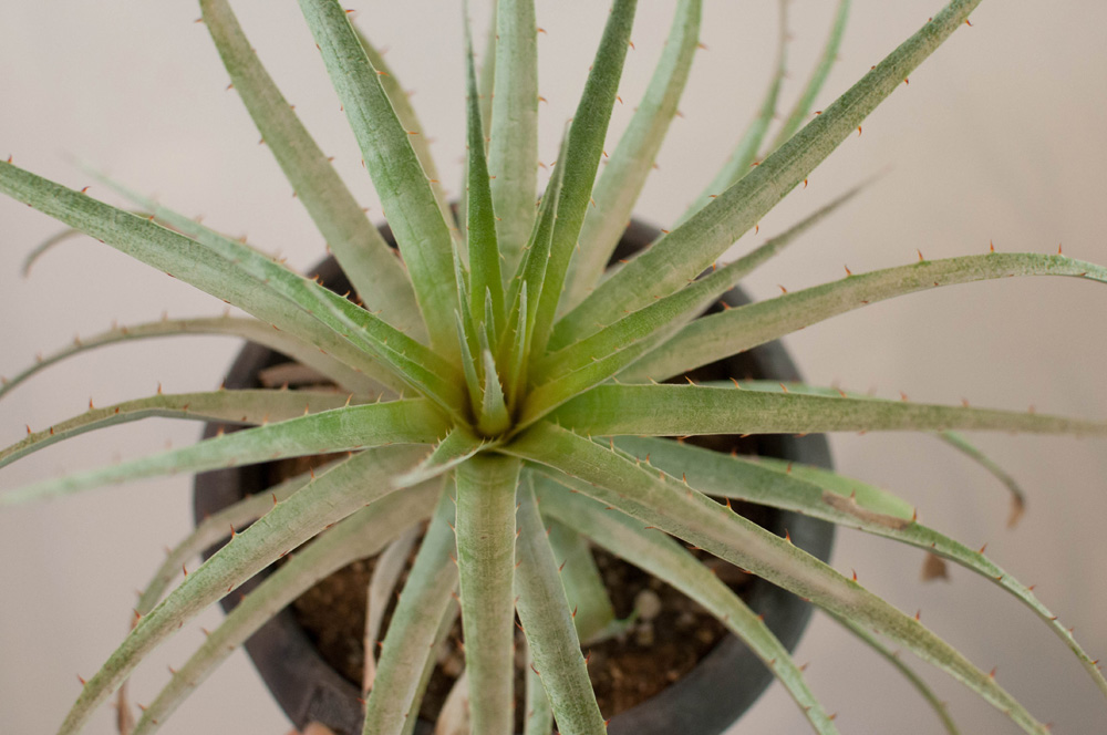 プヤ・セルーレア | AOKI KAEN