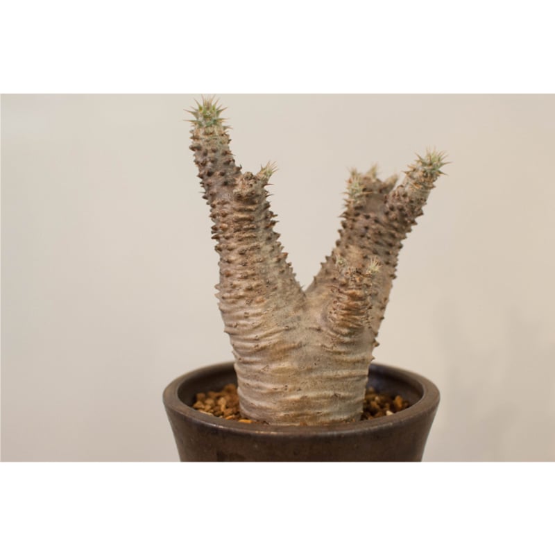 パキポディウム・マカイエンセ | AOKI KAEN