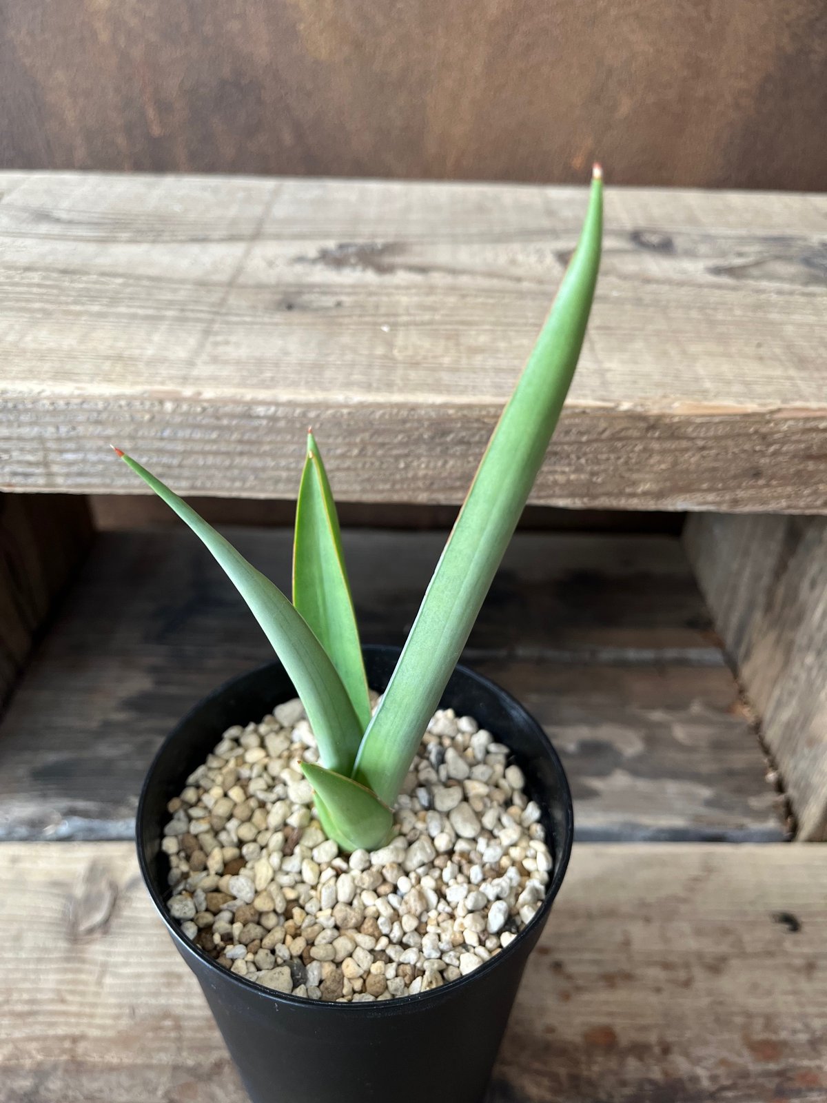 サンセベリア・チャニン | AOKI KAEN