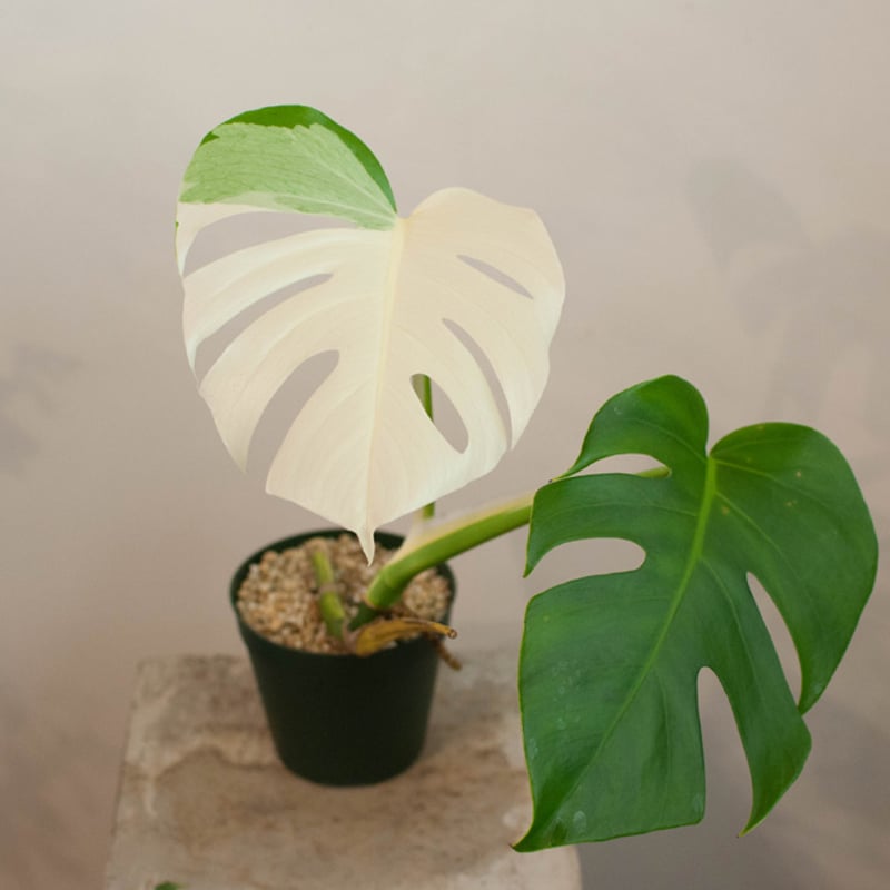 極上斑】ハーフムーン斑入りモンステラ 5寸鉢／59cm②