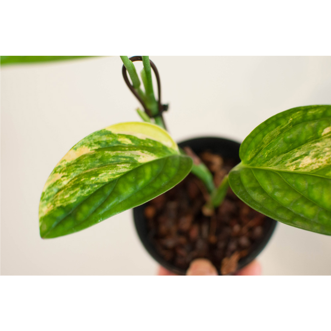 モンステラSP.ペルー バリエガータ no.1 | AOKI KAEN