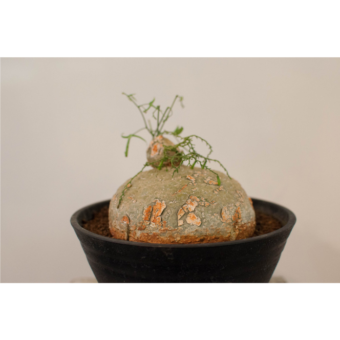 アデニア・キルキー | AOKI KAEN