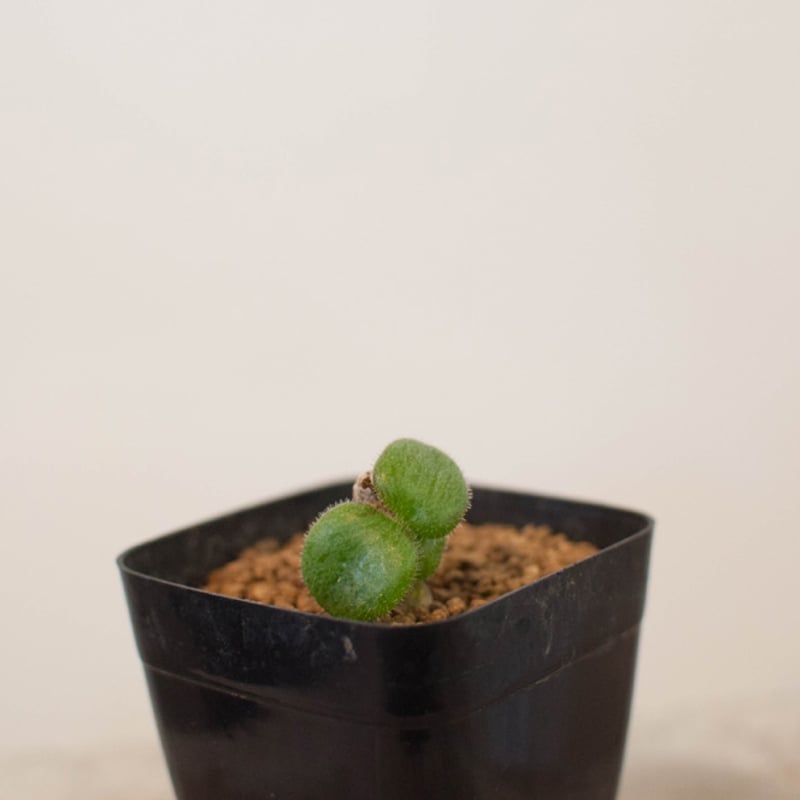 激レア☆早い者勝ち】 チレコドン ノルティ 開花経験株 冬型植物