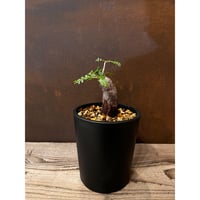 アデニア・キルキー | AOKI KAEN