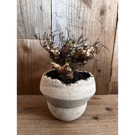 値下げ不可早いもの勝ち！　チレコドン　レティキュラーツス　万物想 早い者勝ち☆発根済み♪】 チレコドン レティキュラーツス 万物想 g