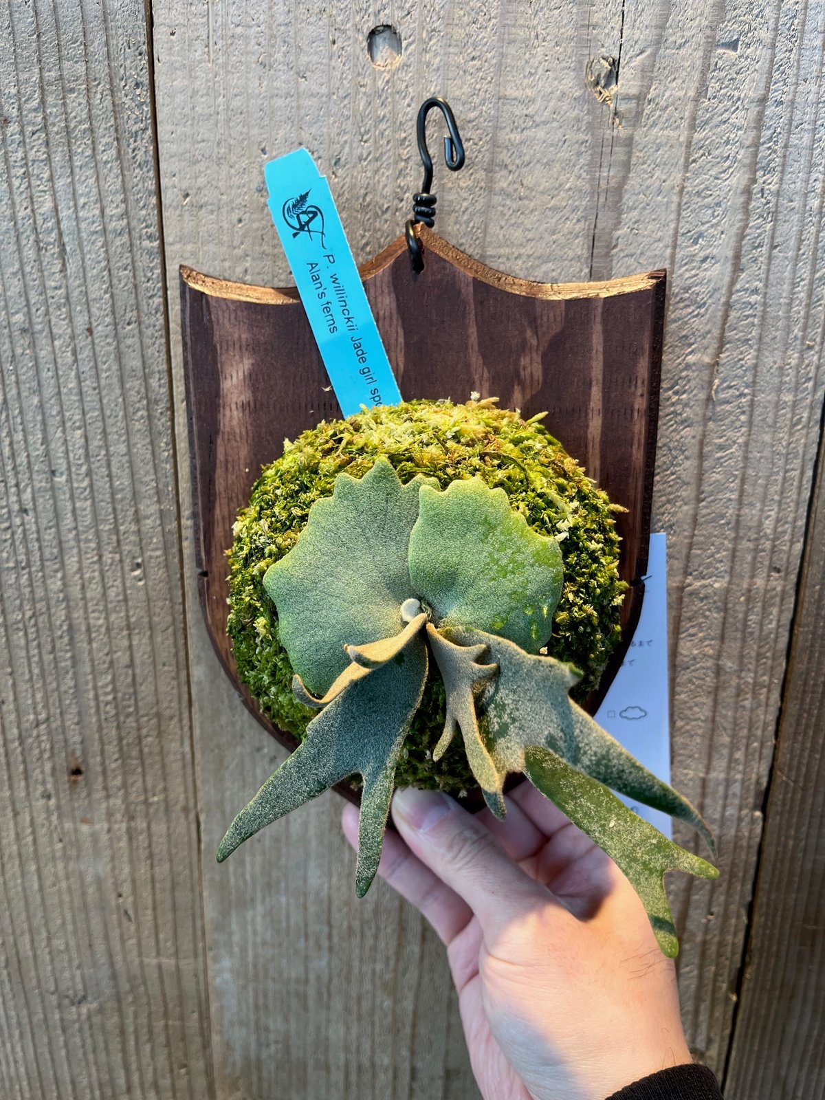 ビカクシダ・ウィリンキー ジェイドガール スポア | AOKI KAEN