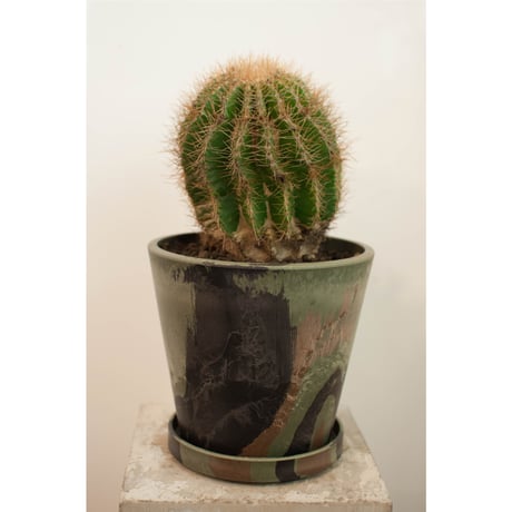 STORES サボテンの検索結果