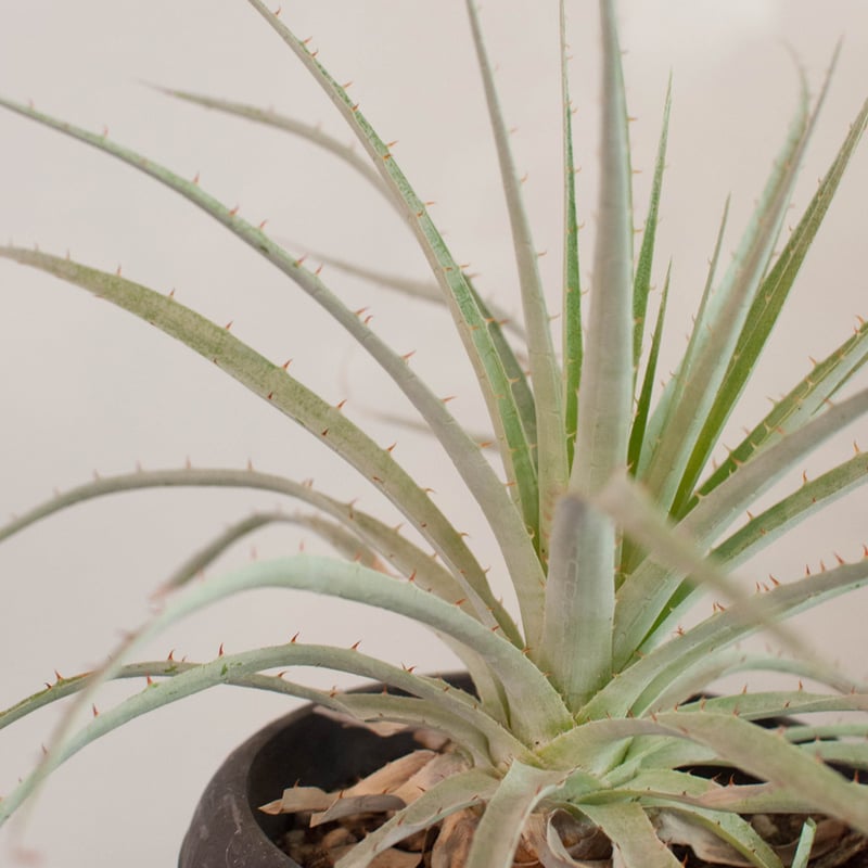 プヤ・セルーレア | AOKI KAEN