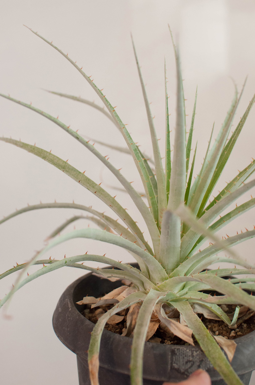 プヤ　セルーレア プヤ・セルーレア | AOKI KAEN