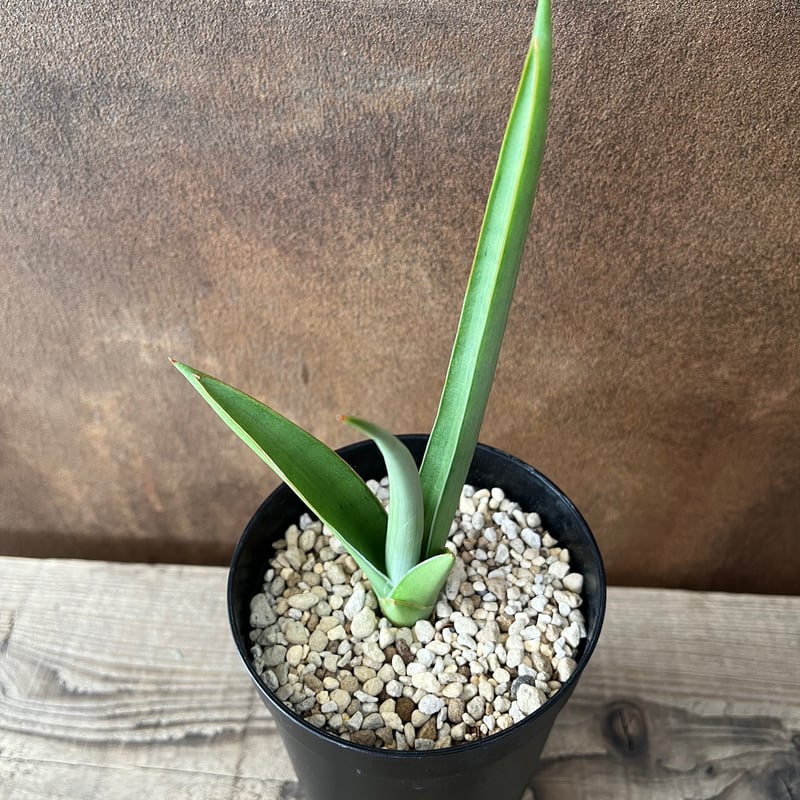 サンセベリア・チャニン | AOKI KAEN