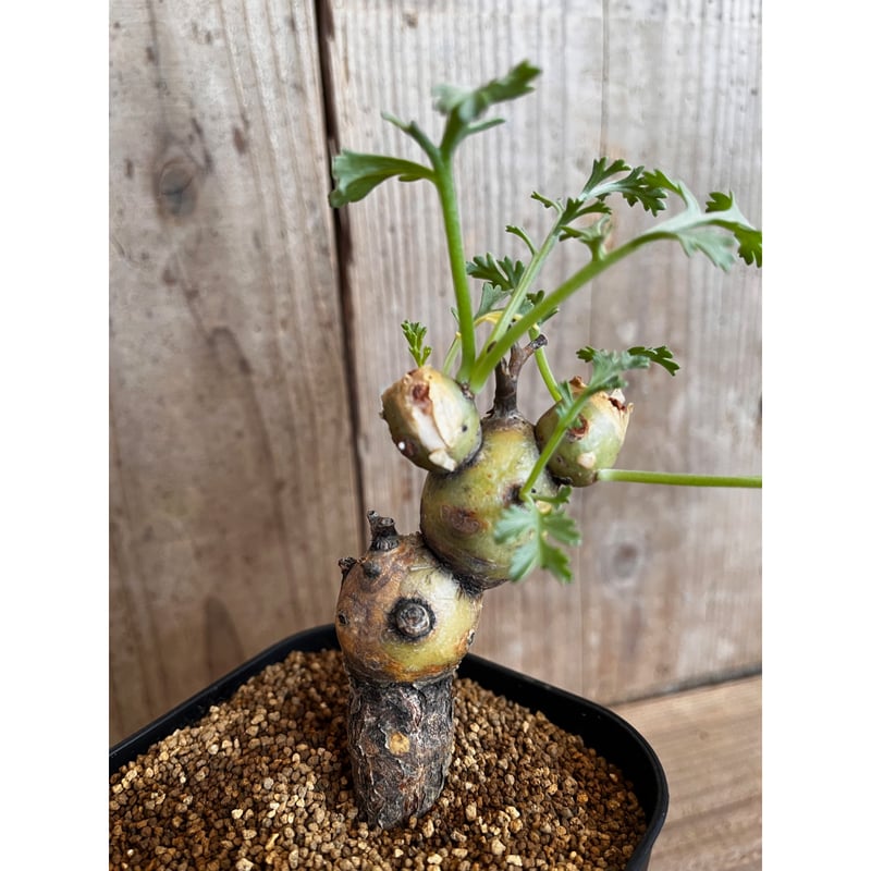 ペラルゴニウム・パルビフローラム | AOKI KAEN