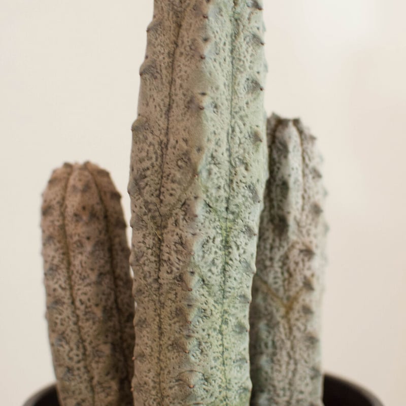 ユーフォルビア アブデルクリ 接ぎおろし 超特大 fit=scale-down,w=1200