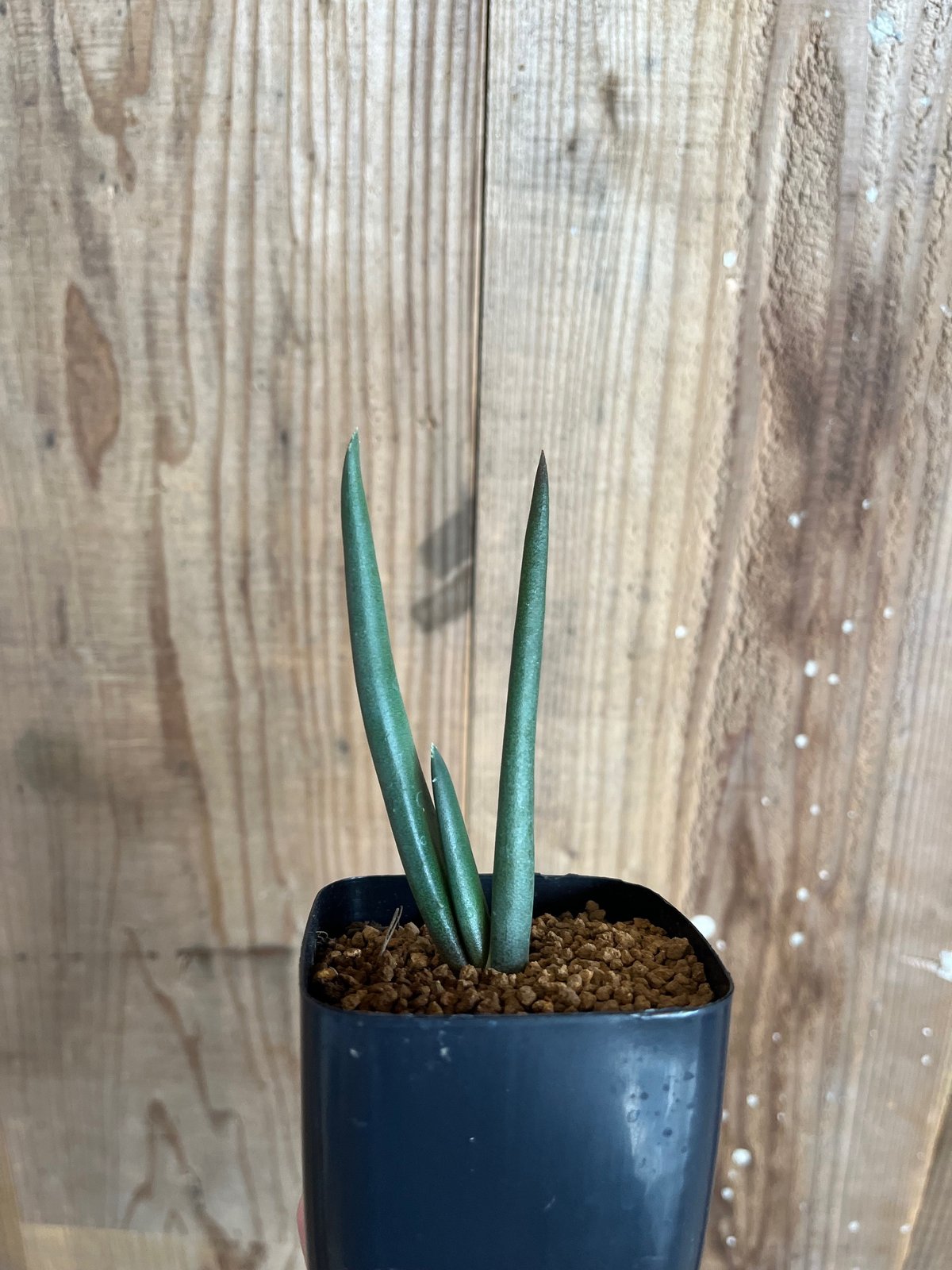 アロエ・スザンナエ | AOKI KAEN