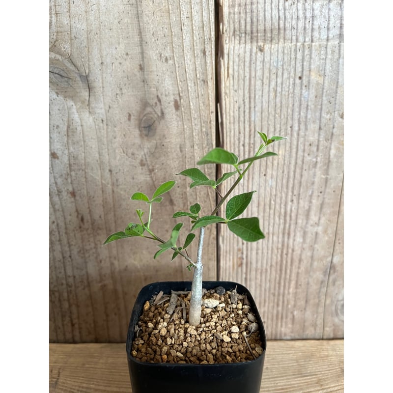 コミフォラ オルビクラリス　実生株 コミフォラ オルビクラリス | hanayoshi-botanical